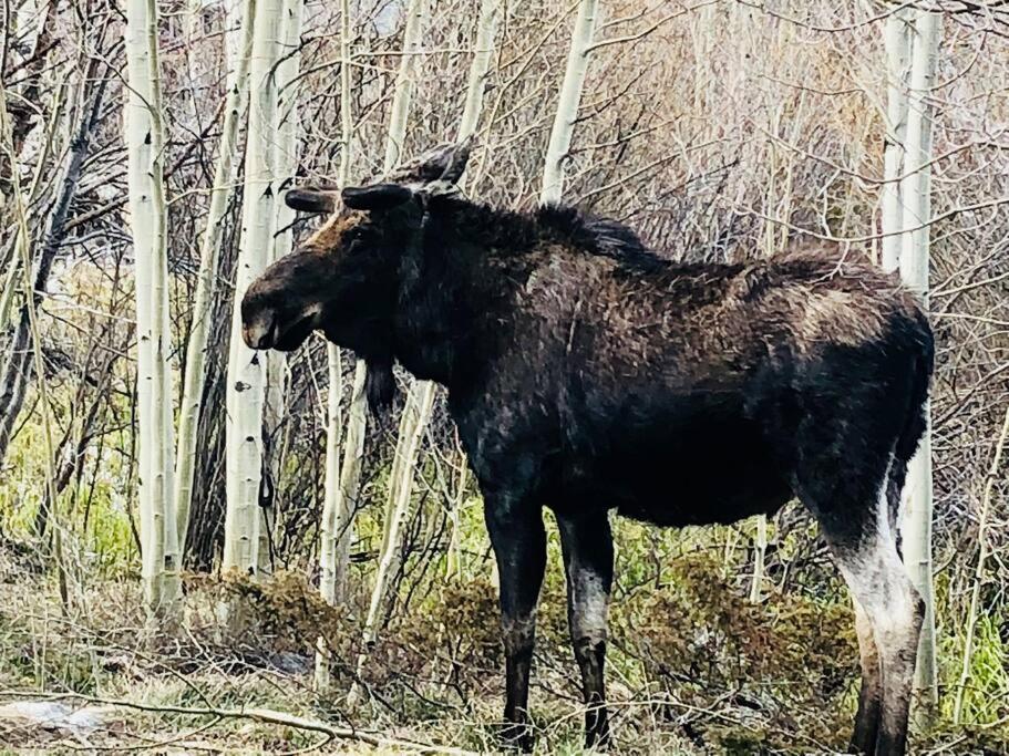 Boulder Best City And Nature With Lake And Trails Pets Ok Esterno foto